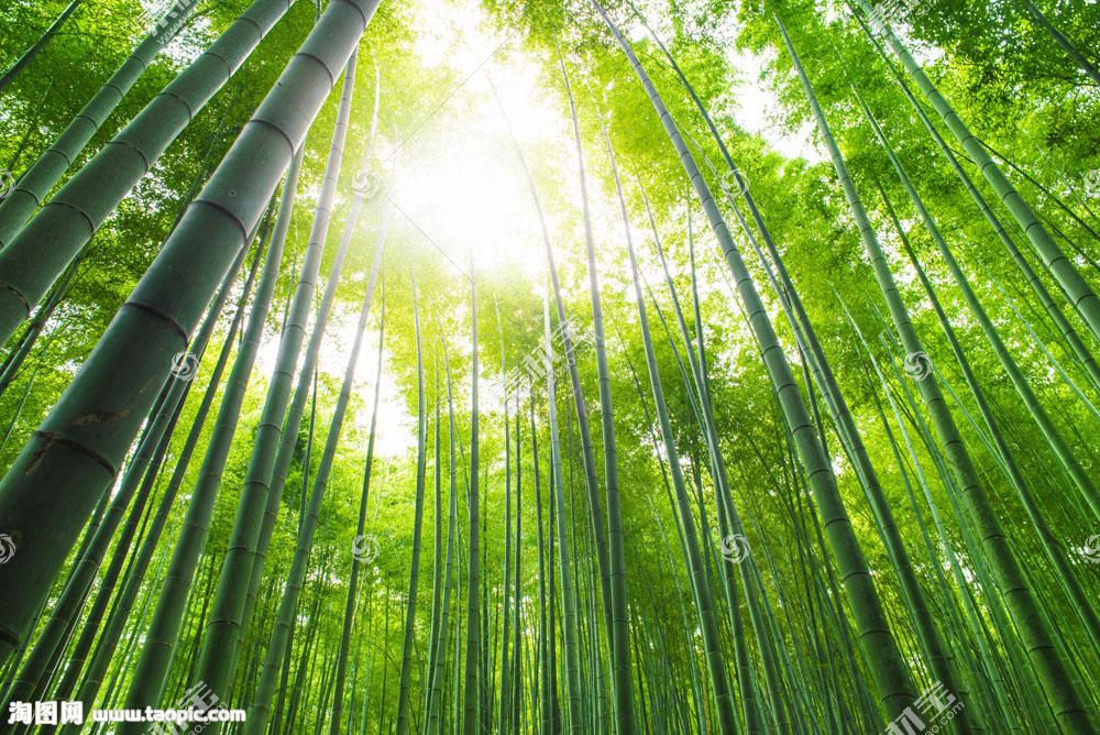 美丽竹林景色图片素材 图片id 竹子图片 花的图片 高清图片 素材宝scbao Com