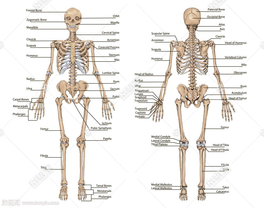 人体骨骼结构矢量图片 图片id 其他人物 矢量人物 矢量素材 素材宝scbao Com