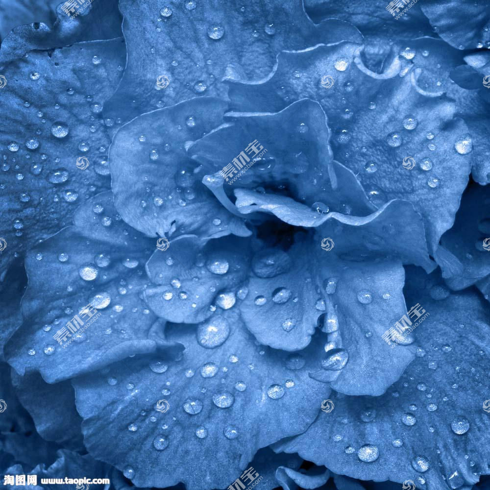 蓝色水珠花朵图片素材 图片id 7365 花卉图片 花的图片 图片素材 淘图网taopic Com