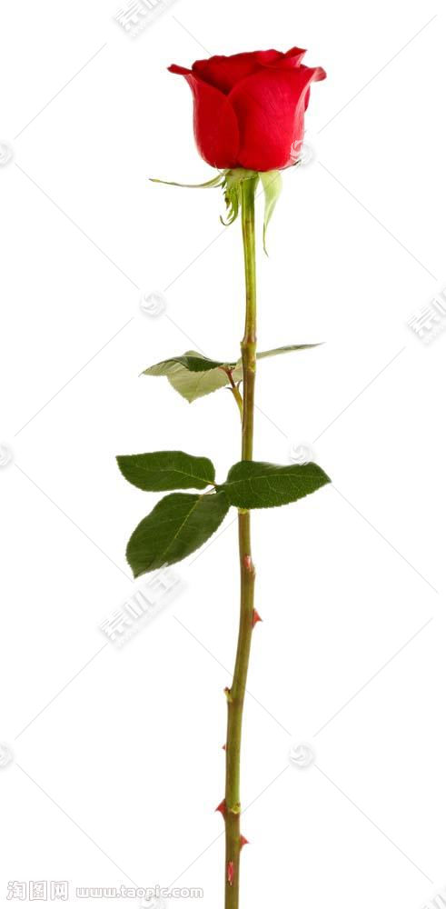 有刺的玫瑰花图片素材(图片ID:742744)_-玫瑰花图片-花的图片-图片素材_ 淘图网taopic.com