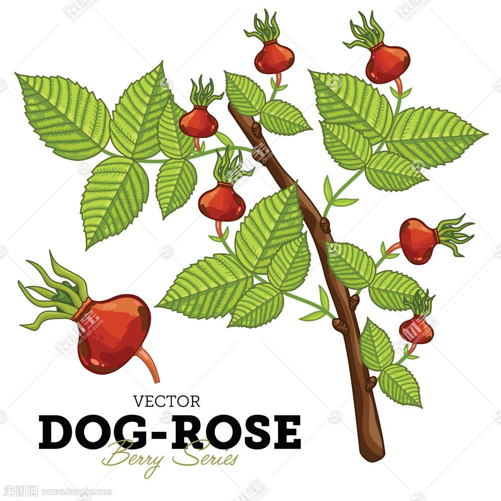 新鲜犬蔷薇植物矢量图片 图片id 蔬菜水果 生物世界 矢量素材 素材宝scbao Com
