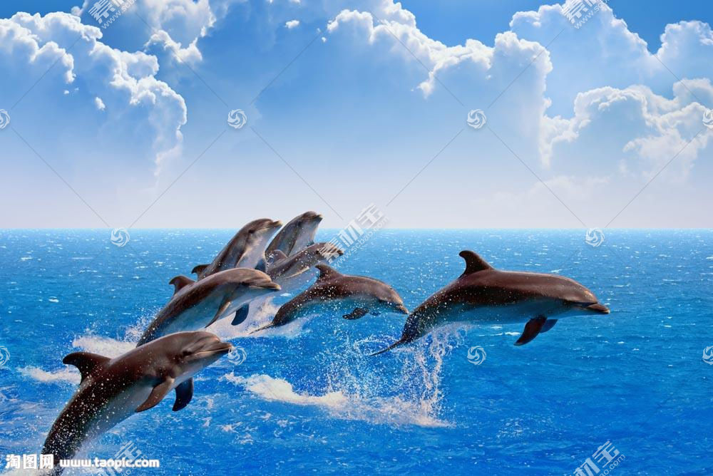 天空大海海豚背景图片素材 图片id 海洋生物 动物图片 图片素材 淘图网taopic Com