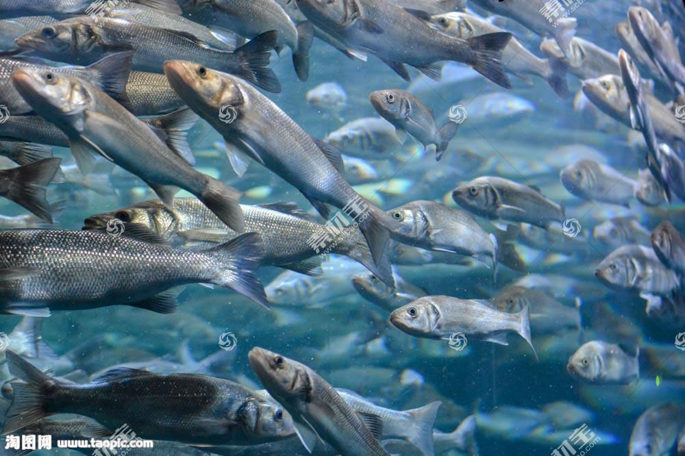 可爱的银色小鱼图片素材 图片id 海洋生物 动物图片 高清图片 素材宝scbao Com