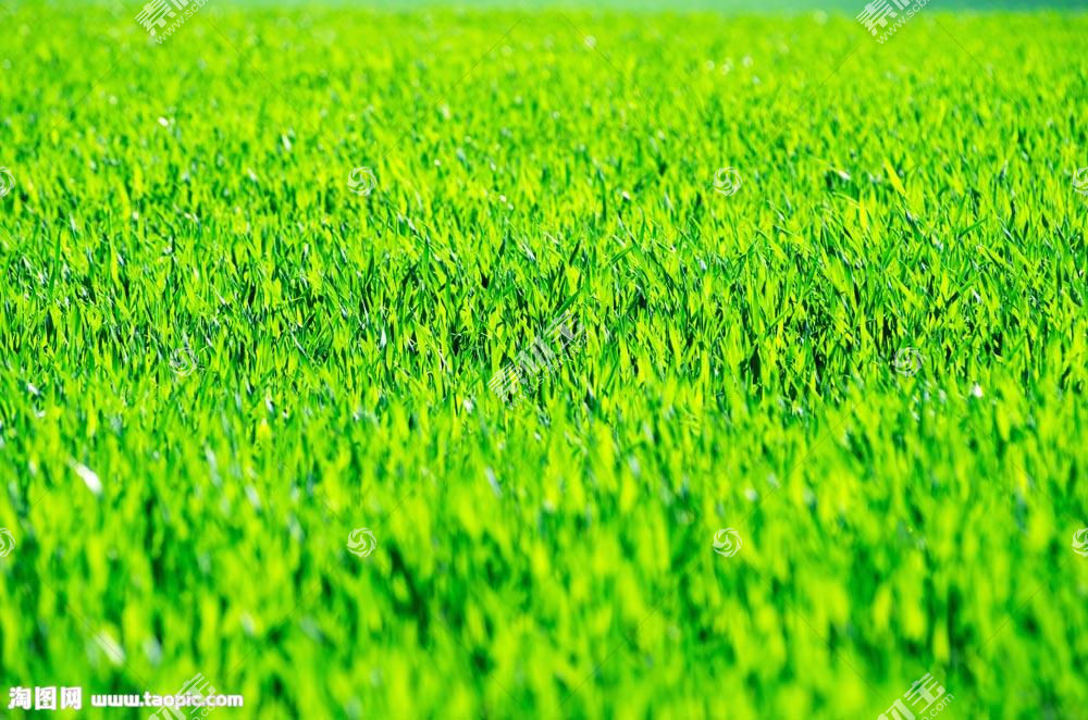 鲜绿的草地图片素材 图片id 花草图片 花的图片 图片素材 淘图网taopic Com