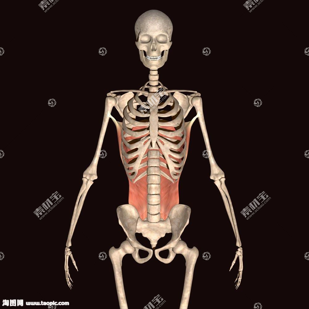 人体骨骼图片素材 图片id 其它人物 人物图片 图片素材 淘图网taopic Com
