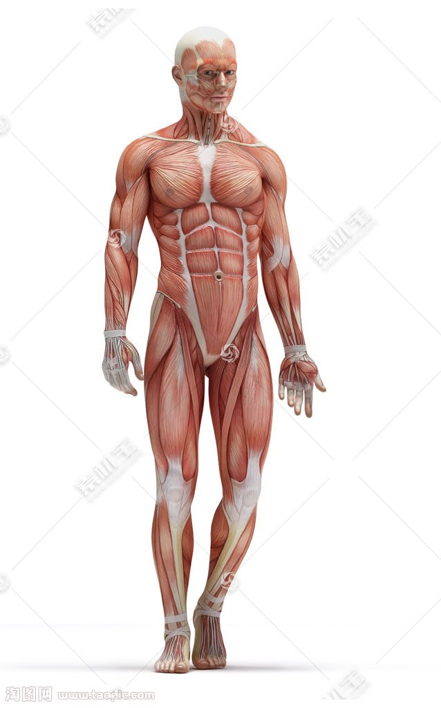 走路人体解剖模型图片素材 图片id 医疗护理 现代科技 高清图片 素材宝scbao Com