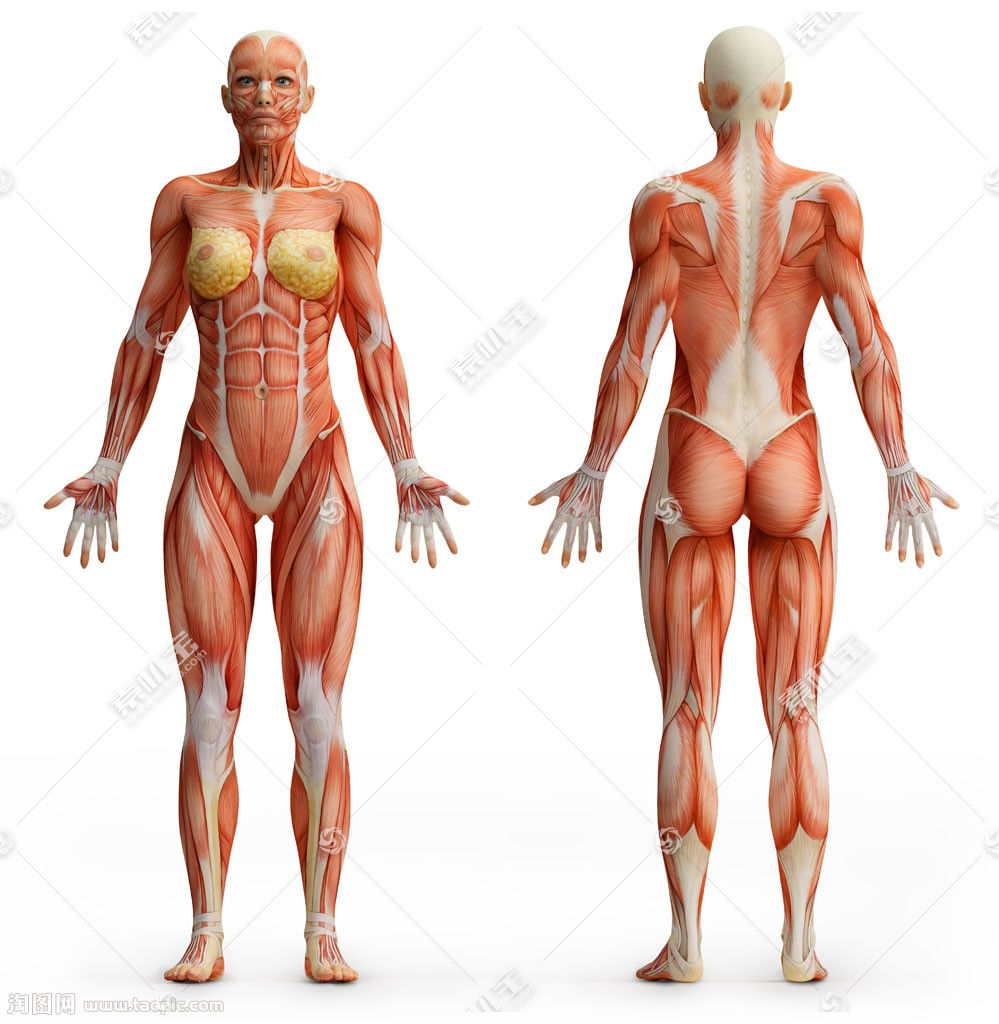 张开双手人体解剖模型图片素材 图片id 医疗护理 现代科技 高清图片 素材宝scbao Com