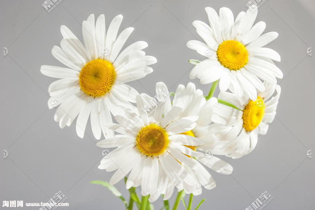 绚丽的白色菊花图片素材 图片id 花草图片 花的图片 图片素材 淘图网taopic Com