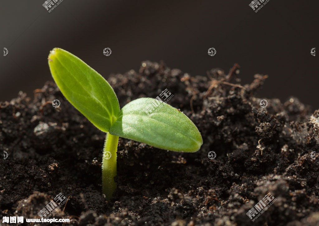 土壤植物新芽图片素材 图片id 花草图片 花的图片 图片素材 淘图网taopic Com