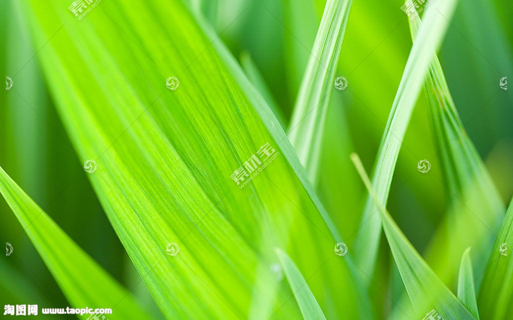 绿色植物背景图片素材 图片id 其他风光 风景图片 高清图片 素材宝scbao Com