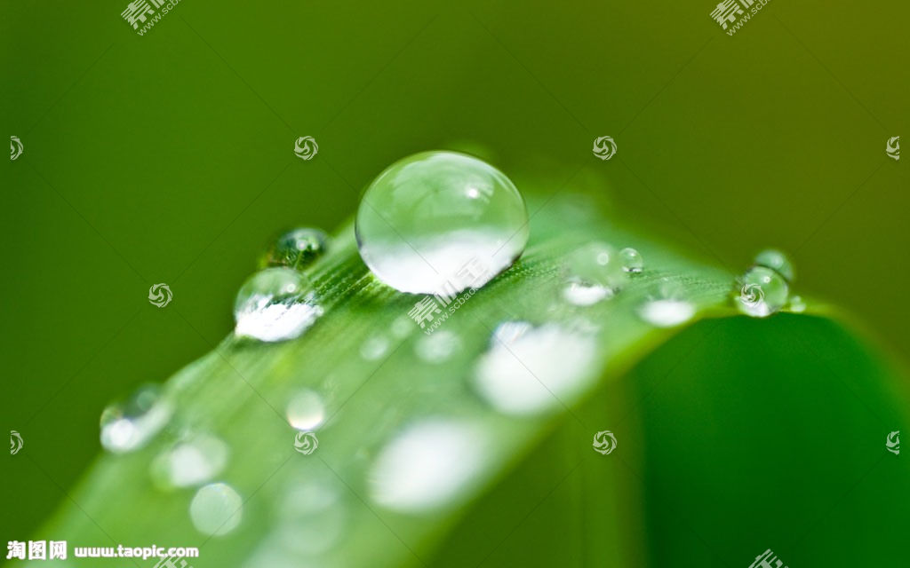 树叶上的水滴图片素材 图片id 树叶图片 花的图片 高清图片 素材宝scbao Com