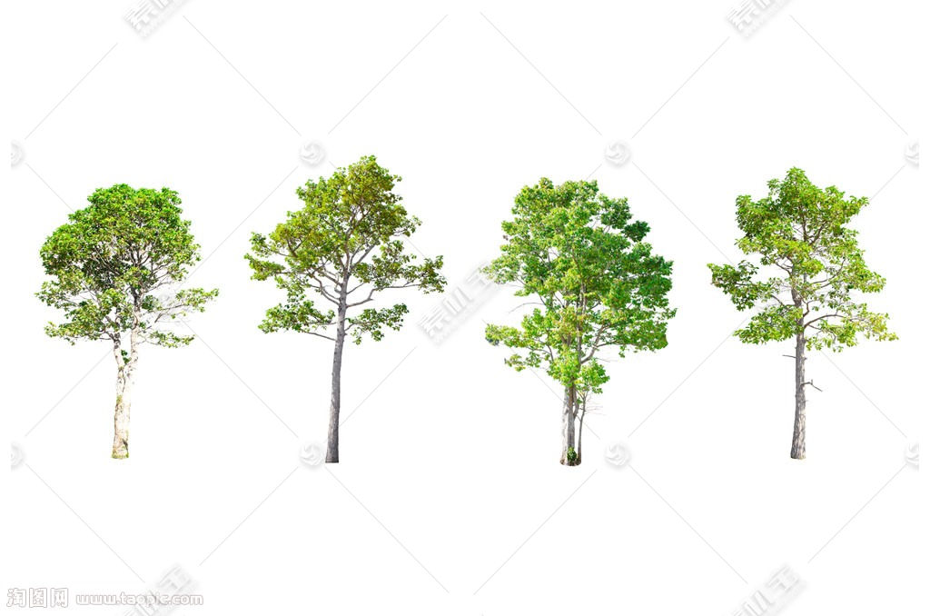 白底树木植物图片素材 图片id 花草图片 花的图片 高清图片 素材宝scbao Com