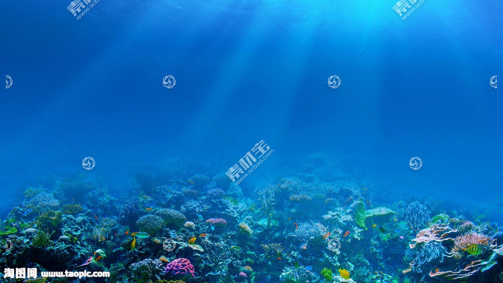 海底生物壁纸图片素材 图片id 其他风光 风景图片 高清图片 素材宝scbao Com