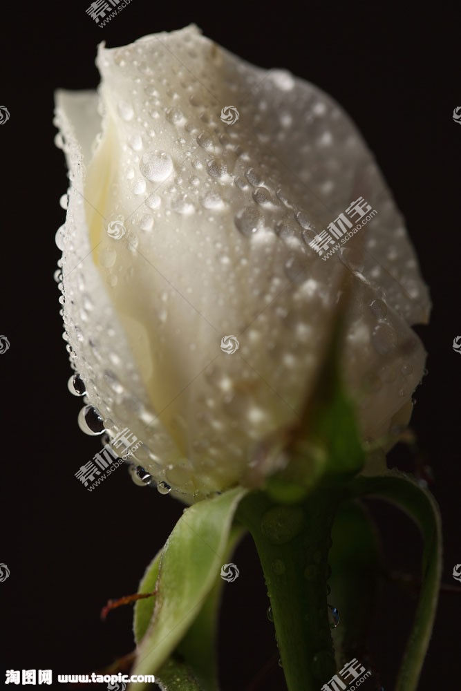 蓓蕾初开的玫瑰花图片素材 图片id 玫瑰花图片 花的图片 高清图片 素材宝scbao Com