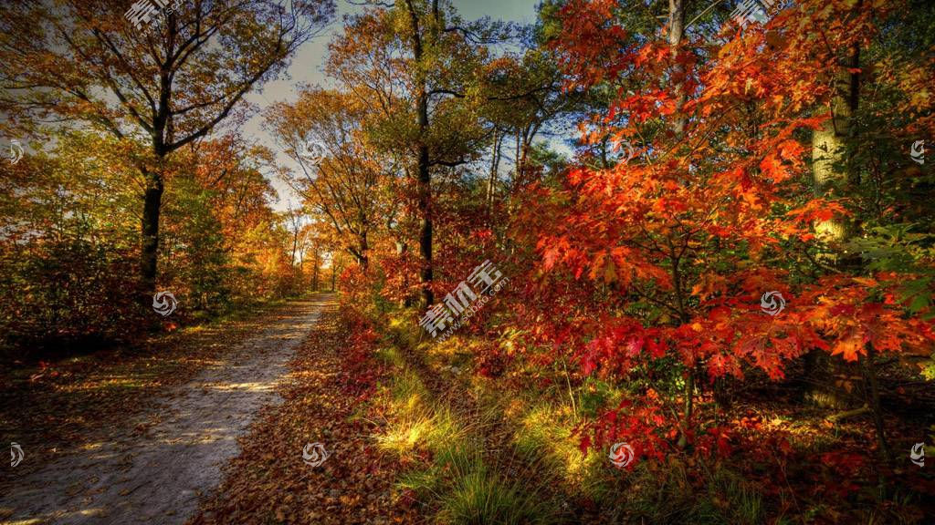路边的红叶树木摄影图片素材 图片id 其他风光 风景图片 高清图片 素材宝scbao Com