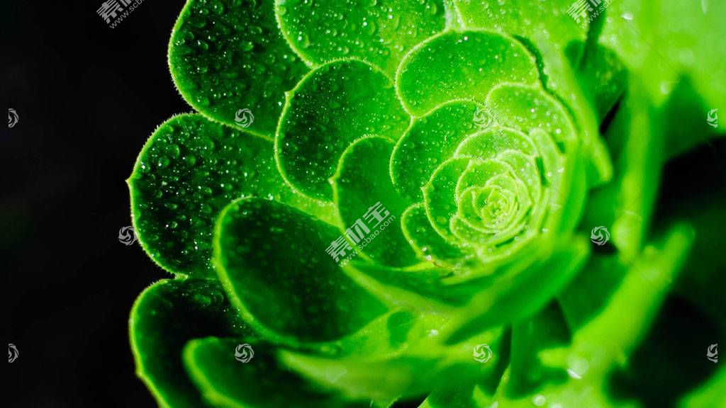 绿色花朵植物背景图片素材 图片id 其它类别 背景花边 高清图片 素材宝scbao Com