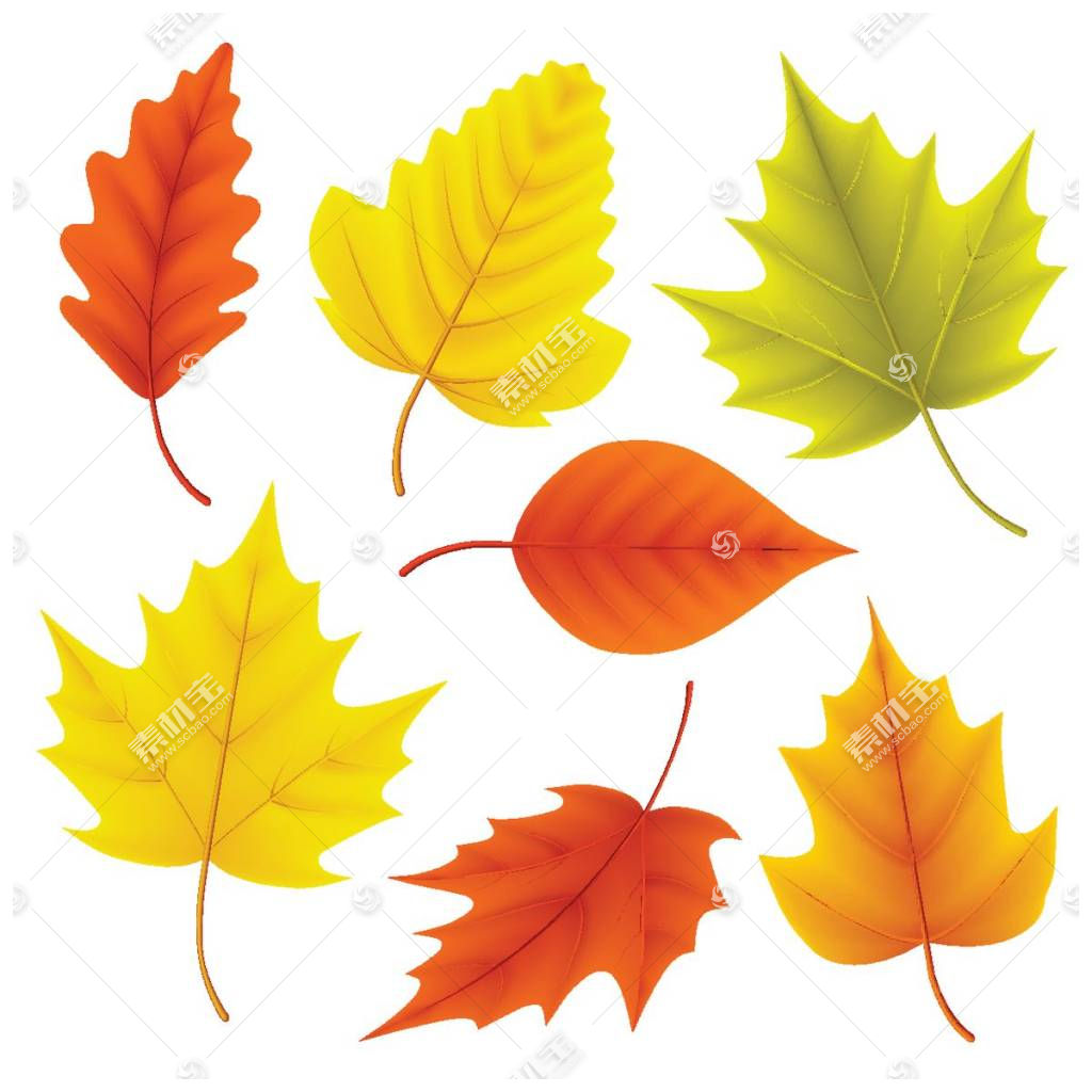 各种秋天树叶图片素材-编号28281287-图行天下